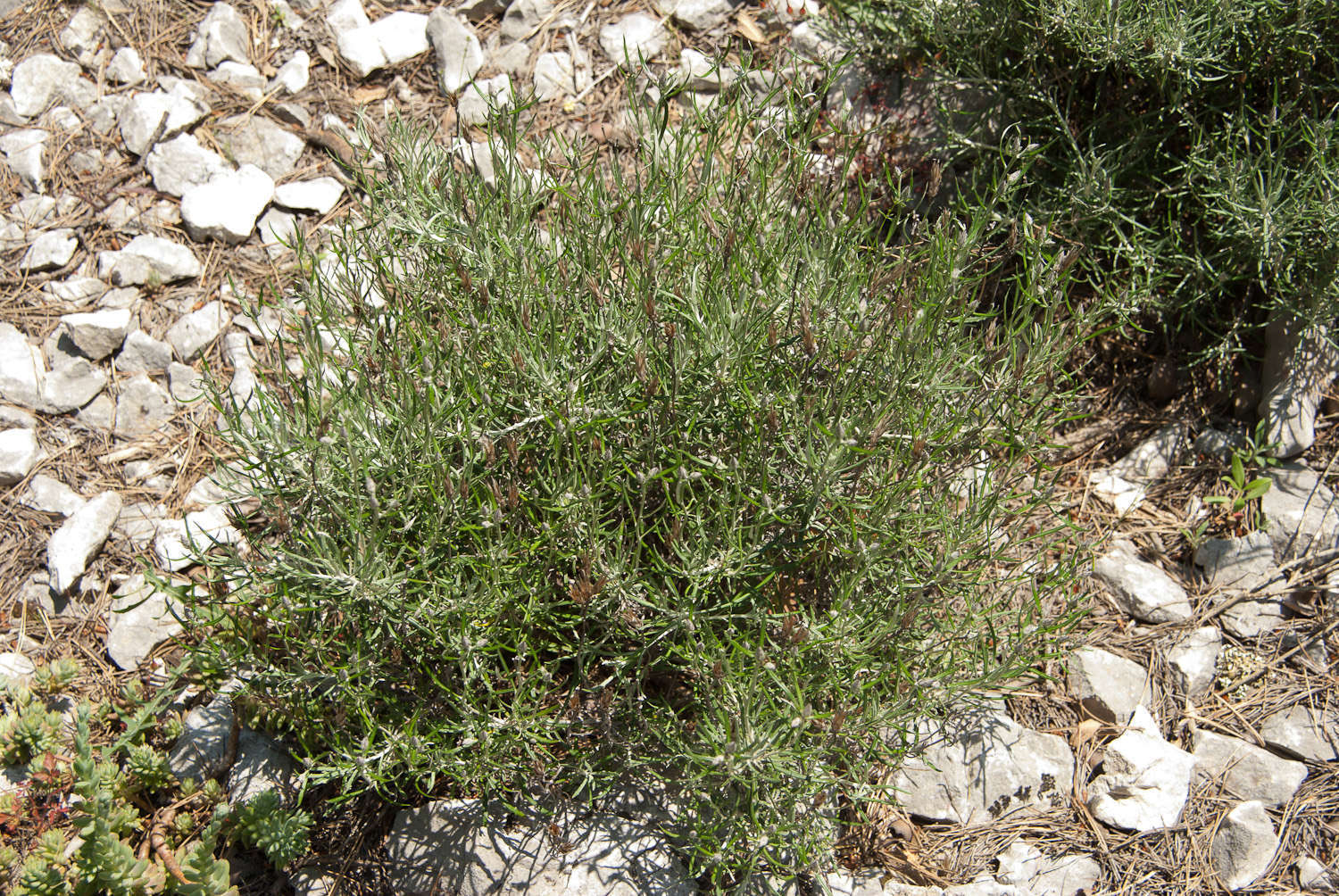 Phagnalon des rochers Balade Randonnée près de chez vous